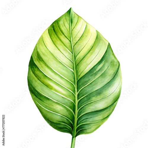 monstera leafs decor isolated on alpha layer