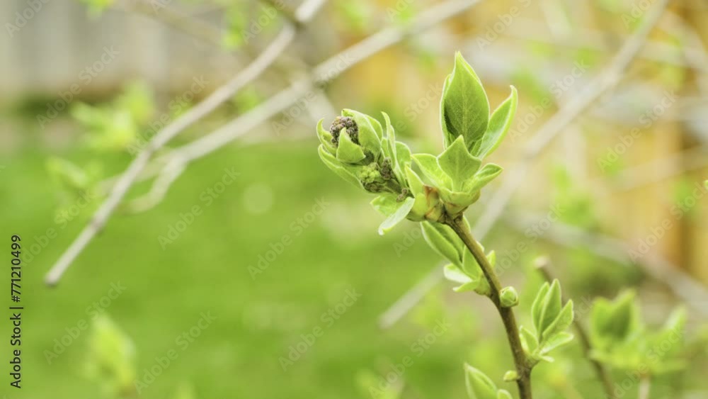 Lilac Tree Blooming in Spring time with grass background Lilac Tree Blooming in Spring time with grass background