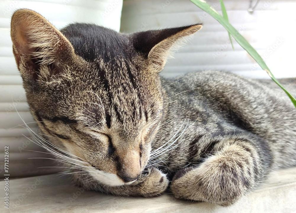 A cute stray cat is sleeping soundly on a wall in the neighborhood. A cute stray cat is sleeping soundly on a wall in the neighborhood.