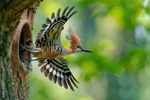A hoopoe bird is flying towards the opening of its nest, carrying food in its beak and about to deposit it into the gate for their young ones © Kien
