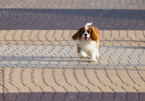 beautiful Charles Spaniel dog running along the road