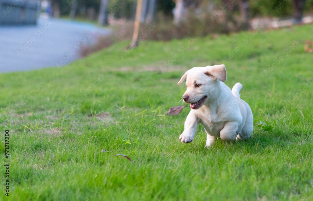 A cute Labrador dog playing happily on the grass in the park A cute Labrador dog playing happily on the grass in the park