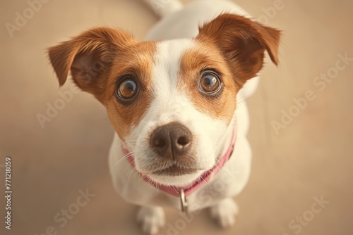 Adorable dog with big brown eyes and pink collar. High-angle studio portrait for pet apparel and pet food marketing. Neutral background with copy space.