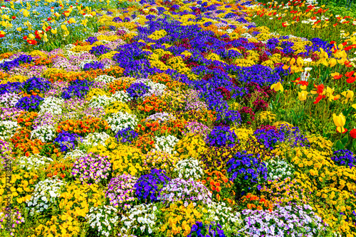 公園のカラフルな花畑 © dah_keni