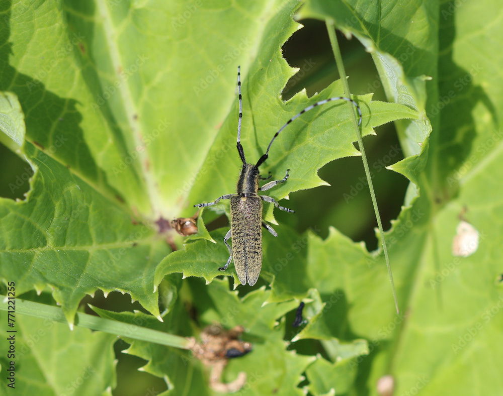 Scheckhorn-Distelbock - Golden-bloomed grey longhorn beetle Scheckhorn-Distelbock - Golden-bloomed grey longhorn beetle