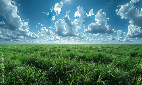 Green field under a vast blue sky on summer sunny day