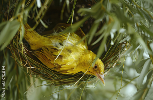 A vibrant yellow weaver bird hanging upside down from its nest, surrounded by green leaves and grasses