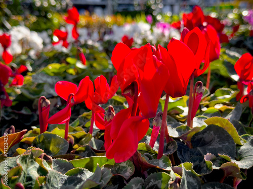 A view of several cyclamen plants, on display at a local nursery. photo