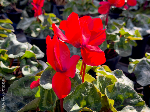 A view of several cyclamen plants, on display at a local nursery. photo