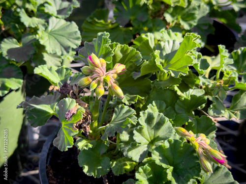 A view of leaves from several geranium plants. photo