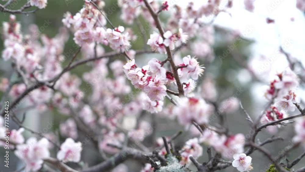 清涼寺 桜 源氏物語 紫式部 聖地 京都 日本 春 清涼寺 桜 源氏物語 紫式部 聖地 京都 日本 春