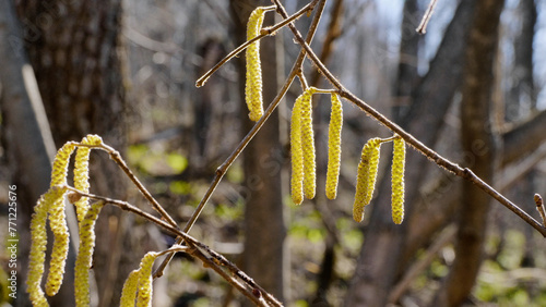 Southern Urals, spring forest, birch catkins. photo