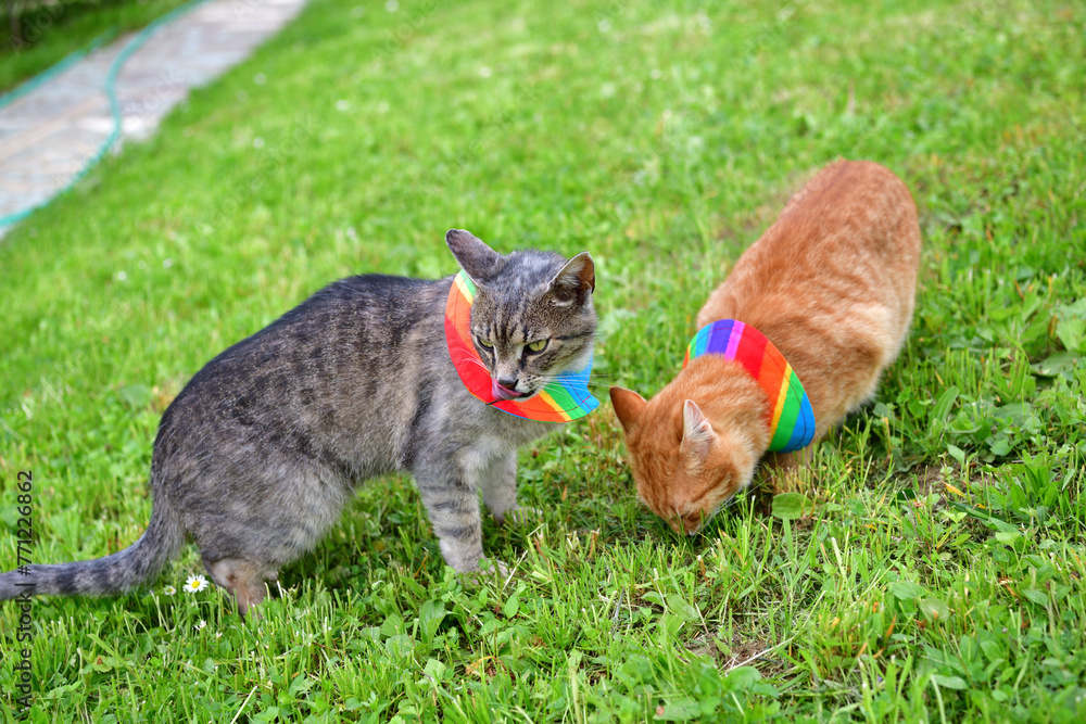 Cat with warning collar against the natural instinct to hunt birds