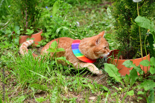 Obraz na płótnie Cat with warning collar against the natural instinct to hunt birds w salonie