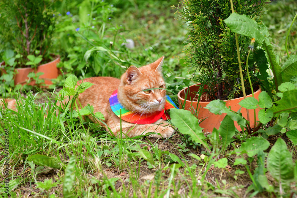 Domestic cat wearing bird warning cat collar covers around the neck