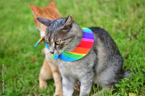 Obraz na płótnie Cat with warning collar against the natural instinct to hunt birds w salonie