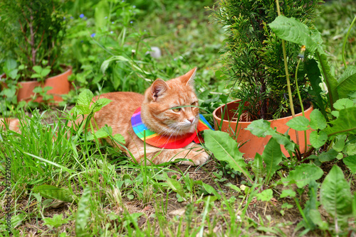 Obraz na płótnie Domestic cat wearing bird warning cat collar covers around the neck w salonie