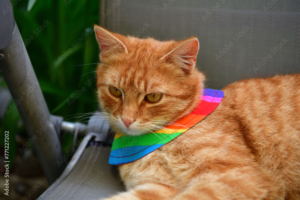 Domestic cat wearing bird warning cat collar covers around the neck