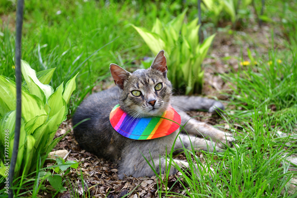 Bird warning cat collar helps saving birdlife in the nature