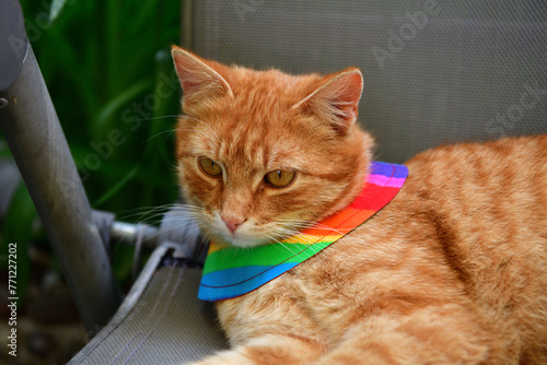 Domestic cat wearing bird warning cat collar covers around the neck