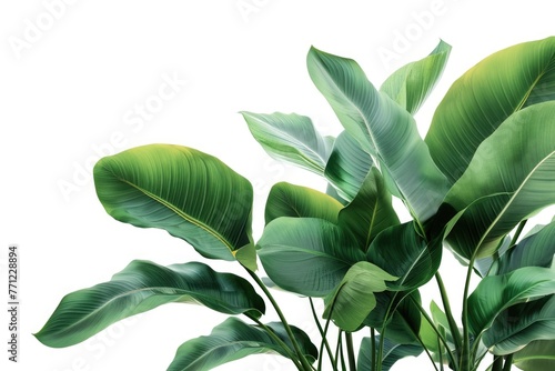 Tropical plant leaves create indoor garden backdrop.