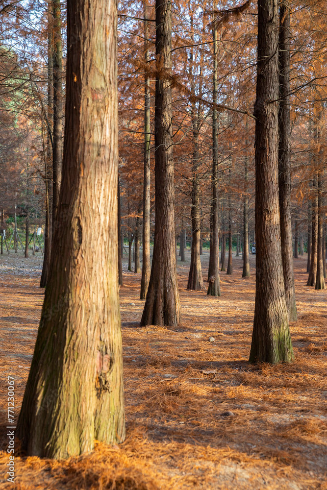 Obraz premium Metasequoia, cedar trees, trees, forests, forests, autumn, seasons, leaves, yellow, trunk, outdoor, wilderness, scenery, beauty, fallen leaves, boardwalks, trails, unmanned, quiet, tranquil, and spaci