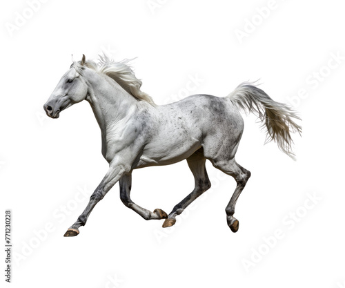 Gray_horse