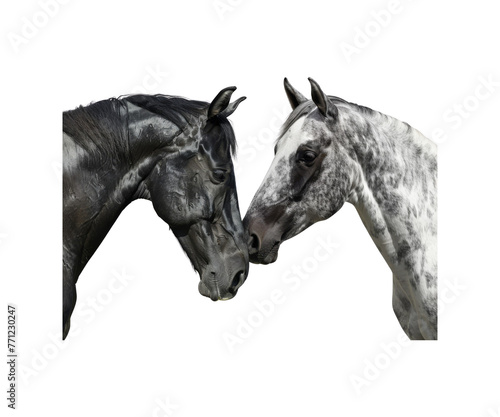 Gray_horse_enjoying_bonding_interaction_together