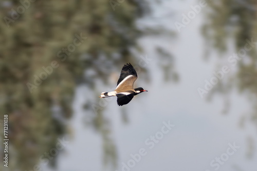 Sandpiper bird in flight