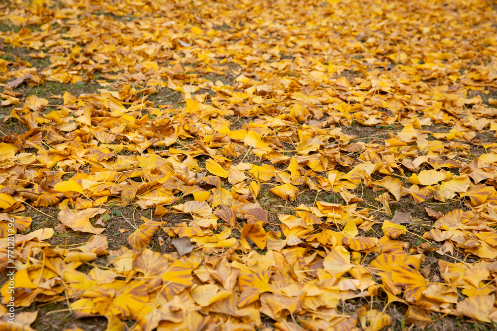 In autumn, yellowed ginkgo leaves fall to the ground In autumn, yellowed ginkgo leaves fall to the ground