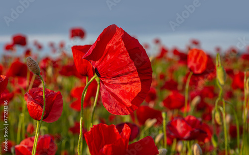 Anzac background. Poppy, Remembrance memorial Day poster.