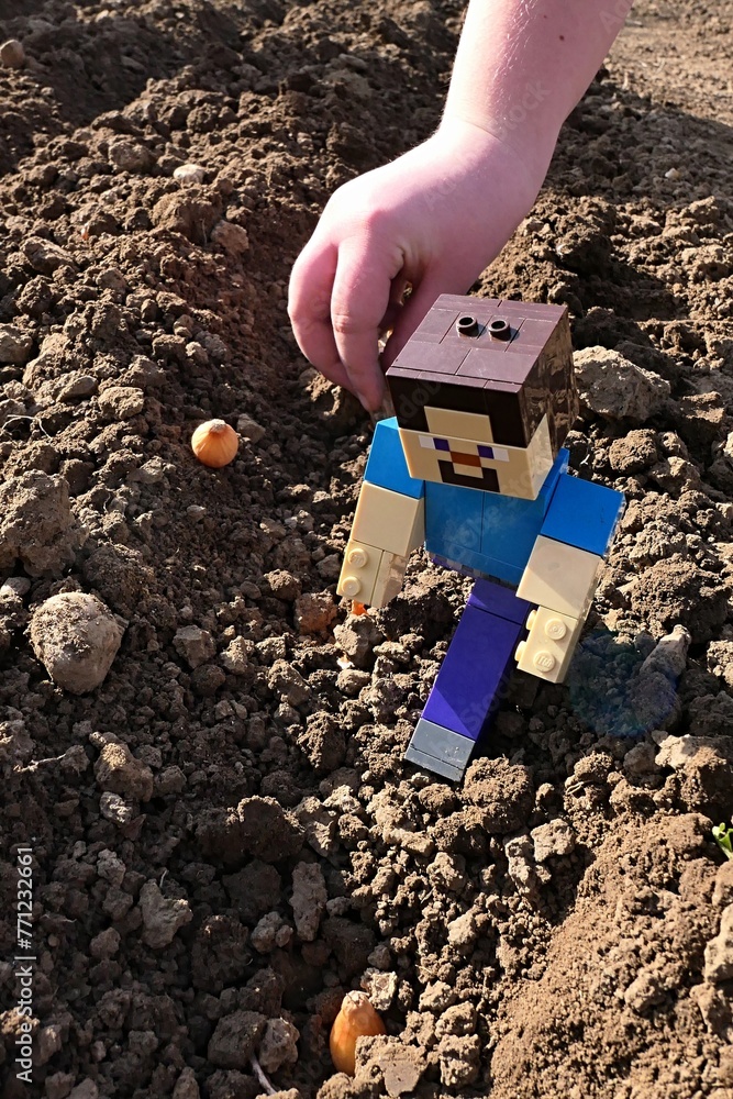 Fototapeta premium LEGO Minecraft figure of smiling Steve checking planted onion nurselings in seed bed, hand of young child planting in background.
