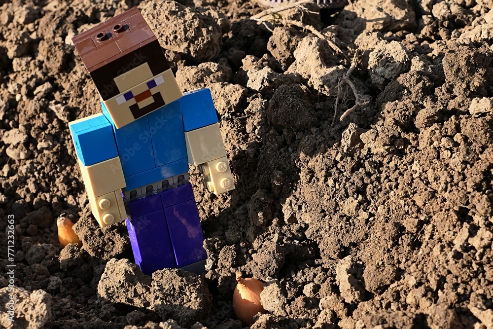 Fototapeta premium LEGO Minecraft figure of smiling Steve walking in seed bed checking planted onion seedlings, sunlit by afternoon sunshine. 