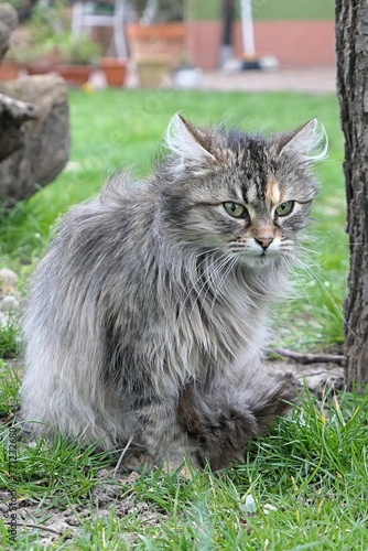 Cute tabby fluffy young female cat sitting near garden tree in windy weather, looking forward