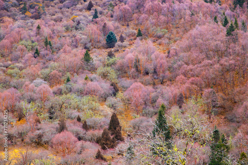 Mount Siguniang in Sichuan Province, China, has colorful leaves in autumn and winter photo