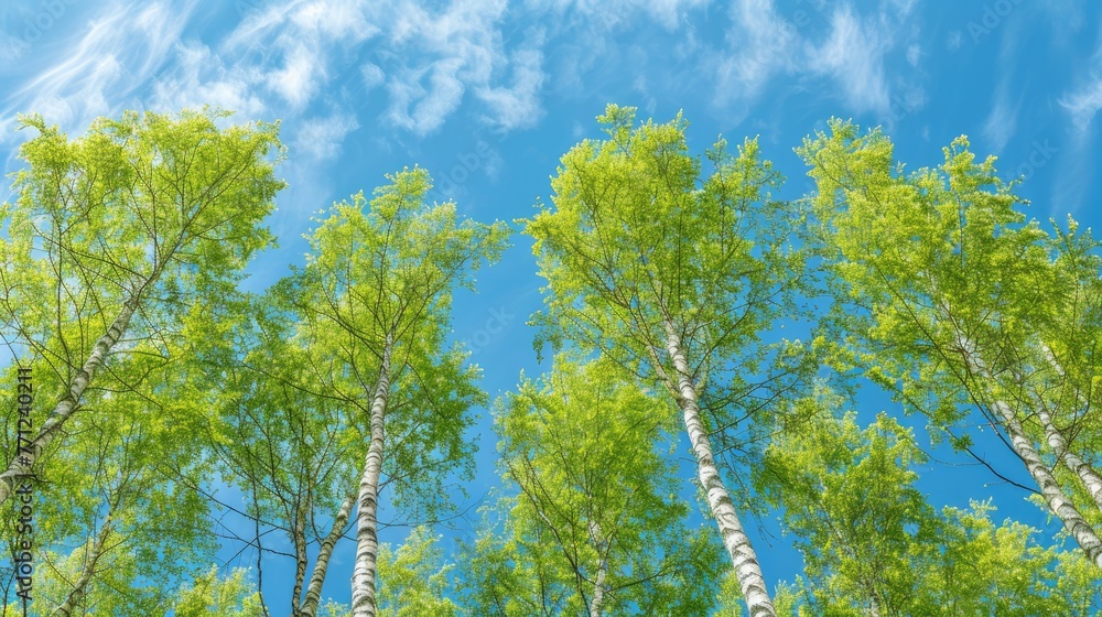 Fototapeta premium Birch tree with fresh green leaves on a summer day against the blue sky
