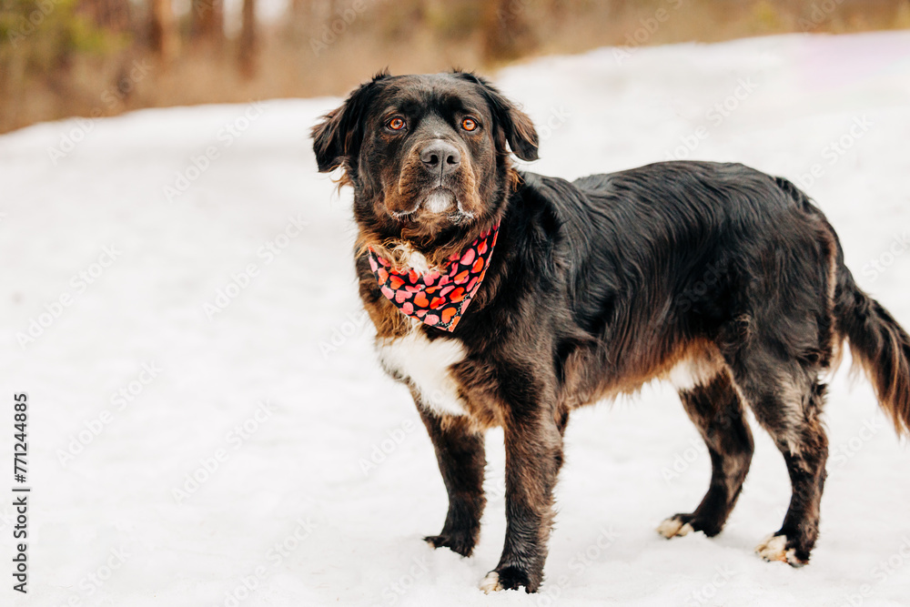 Large black and brown dog with heart bandana standing in snow Large black and brown dog with heart bandana standing in snow