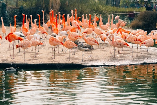 Close Up Shot of A Flamboyance of Pink Flamingos near lake