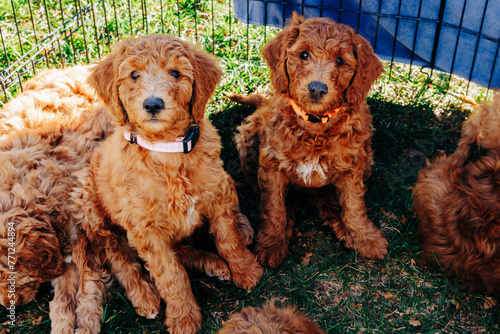 Goldendoodle puppies sitting on grass in park with littermates photo