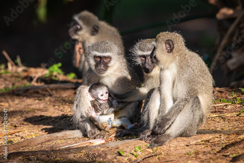 Family of vervet monkeys with a baby © Tyrone