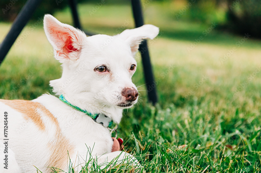 Small white Chihuahua mix dog laying in grass in a park