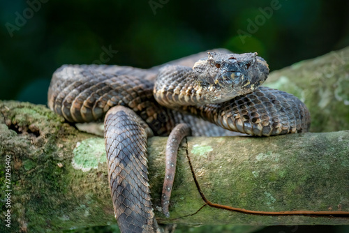 Close up pit viper snake on branch