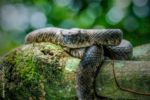 Close up pit viper snake on branch