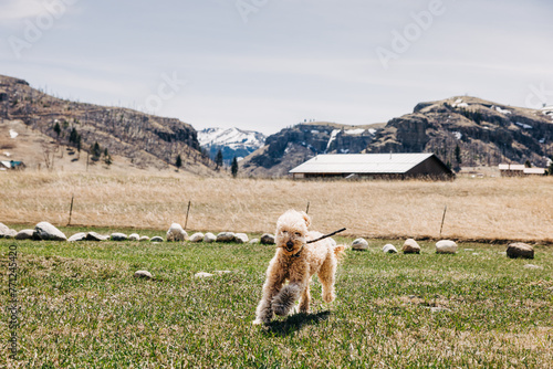 Goldendoodle dog running toward camera with stick in mouth