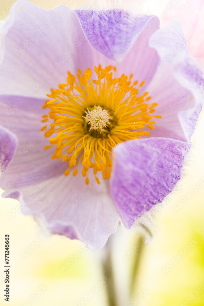 Purple and yellow pasqueflower wildflower close up macro shot Purple and yellow pasqueflower wildflower close up macro shot