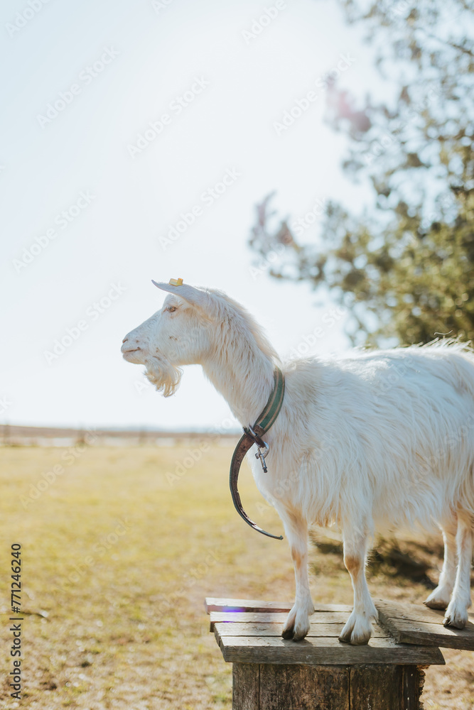 Obraz premium A goat standing on a wooden stool looking over a field