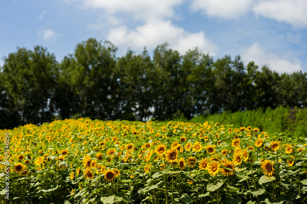 Bright Sunflower Fields Under Sunny Sky