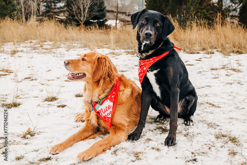 Two sweet well behaved dogs posing for photo in the winter snow photo