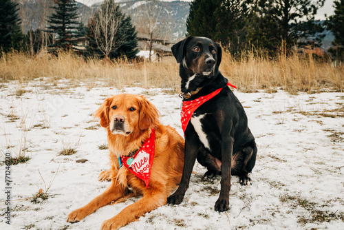 Two sweet dogs posing for portrait in the snow photo