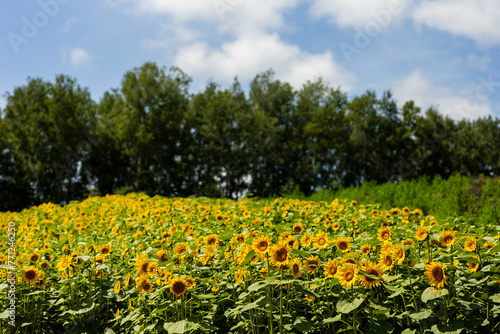 Bright Sunflower Fields Under Sunny Sky